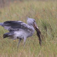 Trzewikodziób - Balaeniceps rex - Shoebill