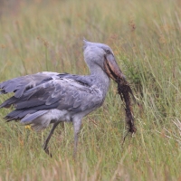 Trzewikodziób - Balaeniceps rex - Shoebill