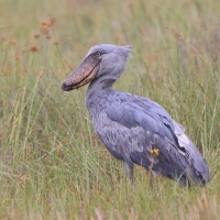 Trzewikodziób - Balaeniceps rex - Shoebill