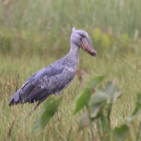 Trzewikodziób - Balaeniceps rex - Shoebill