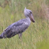 Trzewikodziób - Balaeniceps rex - Shoebill