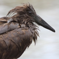 Waruga - Scopus umbretta - Hamerkop