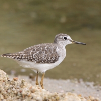 Łęczak - Tringa glareola - Wood Sandpiper