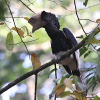 Dzioborożec baniastoczoły - Bycanistes subcylindricus - Black-and-white-casqued Hornbill