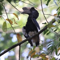 Dzioborożec baniastoczoły - Bycanistes subcylindricus - Black-and-white-casqued Hornbill