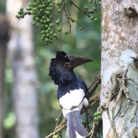 Dzioborożec baniastoczoły - Bycanistes subcylindricus - Black-and-white-casqued Hornbill