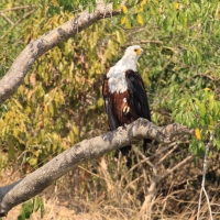 Bielik afrykański - Haliaeetus vocifer - African Fish Eagle