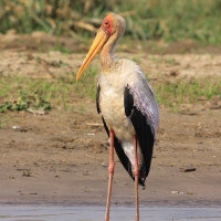Dławigad afrykański - Mycteria ibis - Yellow-billed Stork