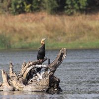 Wężówka afrykańska - Anhinga rufa - African Darter