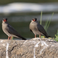 Żwirowiec skalny - Glareola nuchalis - Rock Pratincole