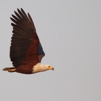 Bielik afrykański - Haliaeetus vocifer - African Fish Eagle