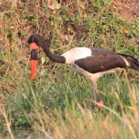 Żabiru afrykański - Ephippiorhynchus senegalensis - Saddle-billed Stork