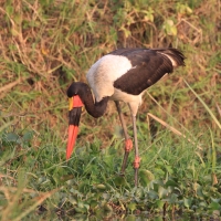 Żabiru afrykański - Ephippiorhynchus senegalensis - Saddle-billed Stork
