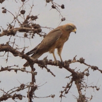 Myszołap rdzawoskrzydły - Butastur rufipennis - Grasshopper Buzzard