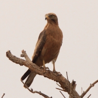 Myszołap rdzawoskrzydły - Butastur rufipennis - Grasshopper Buzzard