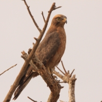Myszołap rdzawoskrzydły - Butastur rufipennis - Grasshopper Buzzard