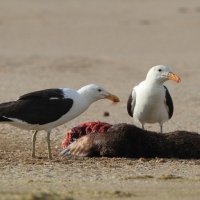 Mewa południowa - Larus dominicanus - Kelp Gull