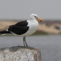 Mewa południowa - Larus dominicanus - Kelp Gull