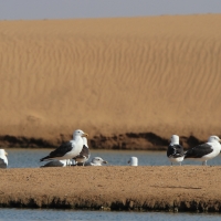 Mewa południowa - Larus dominicanus - Kelp Gull