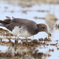 Mewa przydymiona - Ichthyaetus hemprichii - Sooty Gull