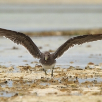Mewa przydymiona - Ichthyaetus hemprichii - Sooty Gull