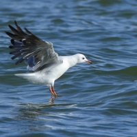 Mewa przylądkowa - Chroicocephalus hartlaubii - Hartlaub's Gull