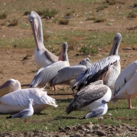 Pelikan różowy - Pelecanus onocrotalus - Great White Pelican
