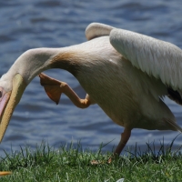 Pelikan różowy - Pelecanus onocrotalus - Great White Pelican