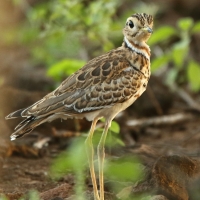 Nocobieg ozdobny - Rhinoptilus cinctus - Three-banded Courser