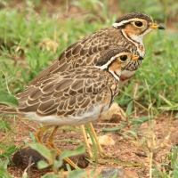 Nocobieg ozdobny - Rhinoptilus cinctus - Three-banded Courser