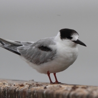 Rybitwa białowąsa - Chlidonias hybrida - Whiskered Tern
