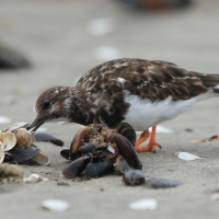 Kamusznik - Arenaria interpres - Ruddy Turnstone