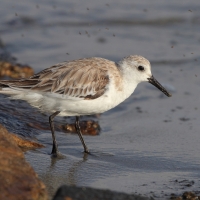 Piaskowiec - Calidris alba - Sanderling