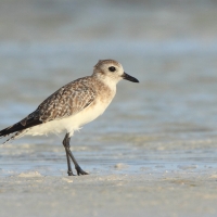 Siewnica - Pluvialis squatarola - Grey Plover