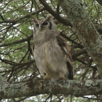 Puchacz mleczny - Bubo lacteus - Verreaux's Eagle Owl