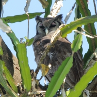 Puchacz mleczny - Bubo lacteus - Verreaux's Eagle Owl