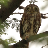 Sóweczka sawannowa - Glaucidium perlatum - Pearl-spotted Owlet