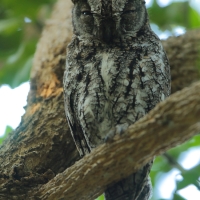 Syczek afrykański - Otus senegalensis - African Scops Owl