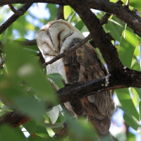 Płomykówka - Tyto alba - Common Barn Owl