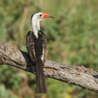 Toko białogrzbiety - Tockus erythrorhynchus - Northern Red-billed Hornbill