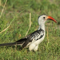 Toko białogrzbiety - Tockus erythrorhynchus - Northern Red-billed Hornbill