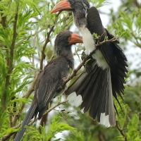 Toko czarnogłowy - Lophoceros alboterminatus - Crowned Hornbill