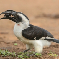 Toko czarnoskrzydły - Tockus deckeni - Von der Decken's Hornbill