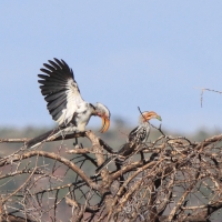 Toko czerwonolicy - Tockus leucomelas - Southern Yellow-billed Hornbill