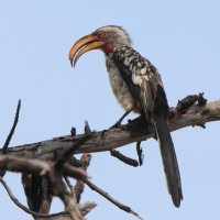 Toko czerwonolicy - Tockus leucomelas - Southern Yellow-billed Hornbill