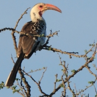 Toko namibijski - Tockus damarensis - Damara Hornbill