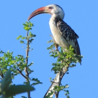 Toko namibijski - Tockus damarensis - Damara Hornbill