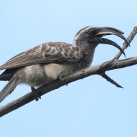 Toko nosaty - Lophoceros nasutus - African Grey Hornbill