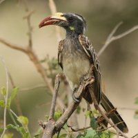 Toko nosaty - Lophoceros nasutus - African Grey Hornbill