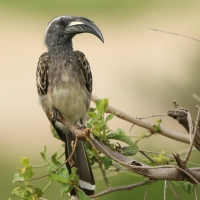 Toko nosaty - Lophoceros nasutus - African Grey Hornbill